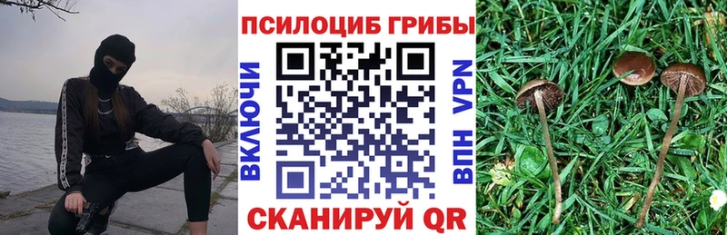 Псилоцибиновые грибы Psilocybine cubensis Шадринск