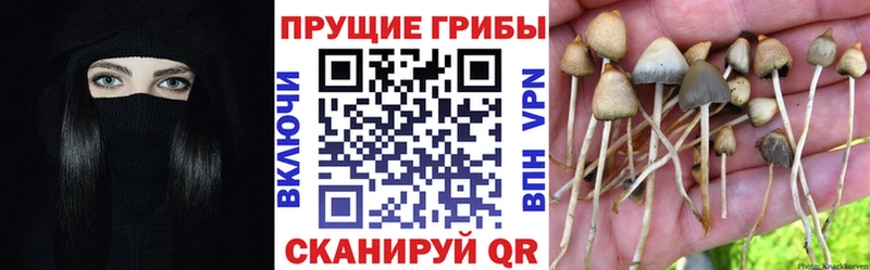 Купить закладки  Шадринск  Галлюциногенные грибы мухоморы 